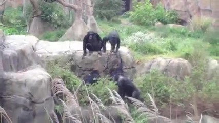 Маймуни срещу миеща мечка
