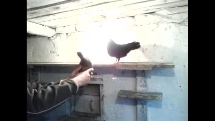 palamarski galabi na plamen ruse