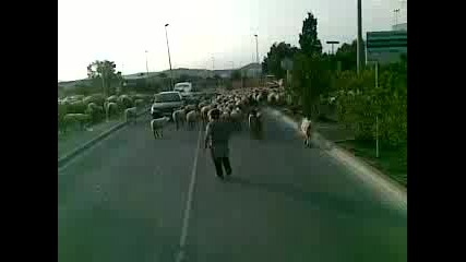 Овце на главнияг път в Испания