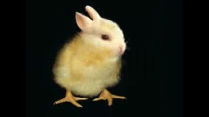 New Hybrid Animals