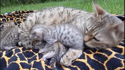 Котка с малки бебета котенца 
