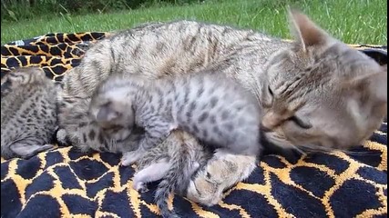 Котка с малки бебета котенца