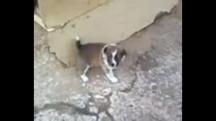 Golama igra