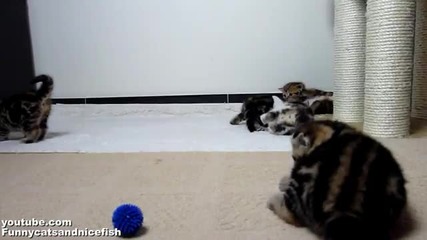 Ninja kittens train and play. Part 1.котята ниндзя тренируются.