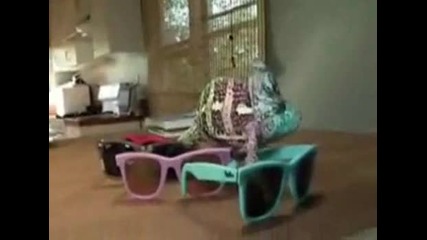 Хамелеон и разноцветни очила!