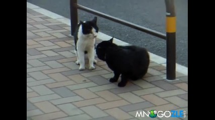 Котешка караница преминаваща във бой