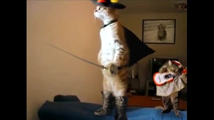 Zorro Cat and Mariachi Cat