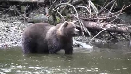 Аляска - Кафява мечка