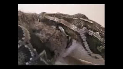 Змия Атакува Заек