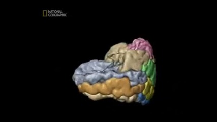 Човешката машина - Костите и Мозъка ( Озвучен на Български език ) 