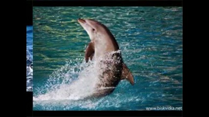 Dolphins Images