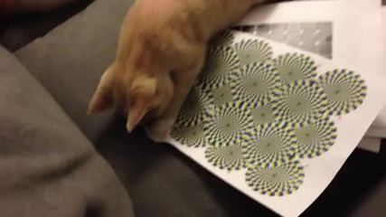 Котка може да види по-илюзия змия!