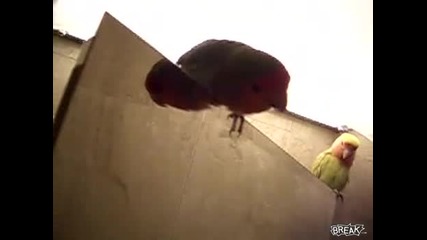 Малък, ама знае :) 