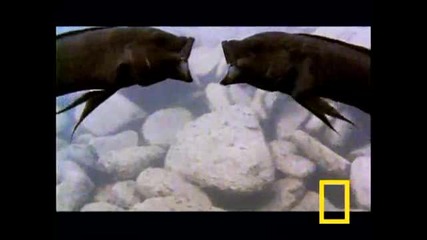 National Geographic Риби се бият high Quality