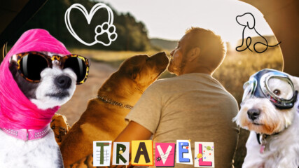 Съвети как да пътуваш с кучето си 🐶🐕‍🦺🚗😍