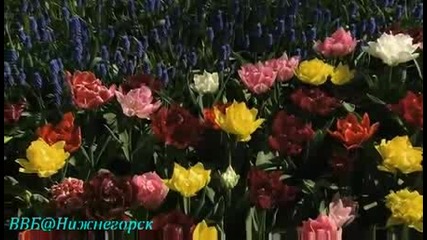 Wonderful Chill Out Music - Flowers