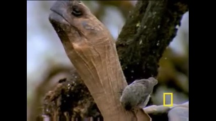 National Geographic - Galapagos