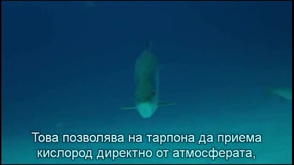 - Бг Превод - Amazing Ocean - 3/3