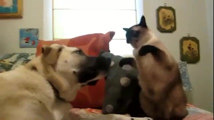 Котка играе бокс с Куче