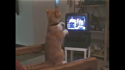 Котка гледа бокс и се учи!!