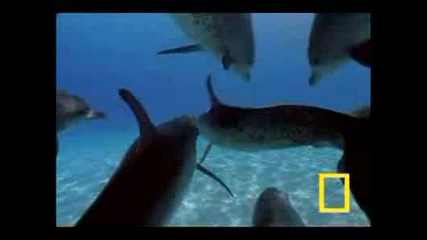 Bottlenose Dolphin Gang Rumble