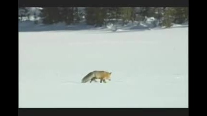 Зимата В Yellowstone - Ловуваща Лисица 