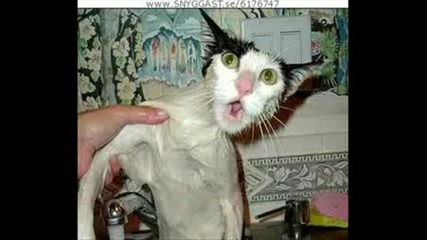 Funny Animals