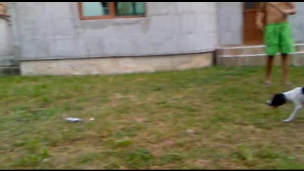 Pointer Roni
