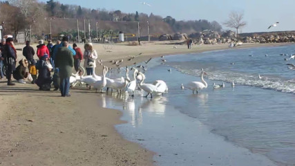 Varna - Black Sea Coast today 022