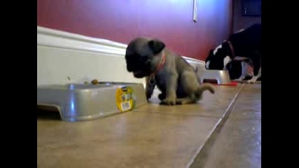 Puppy Does Handstand