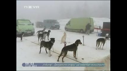 Първо състезание за сезона с кучешки впрягове в Полша 