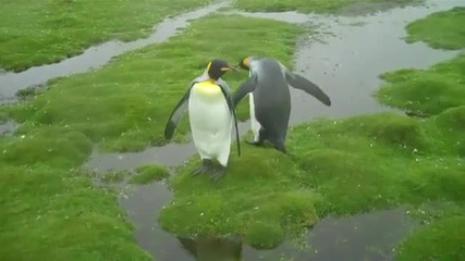 дилемата на 2 пингвина 
