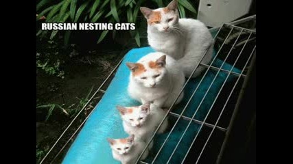 Very Funny Cats