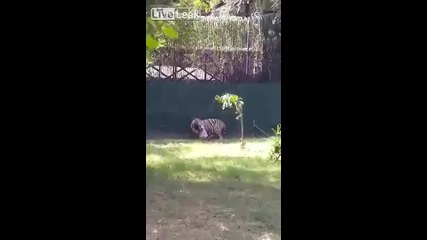 Бял тигър атакува студент в зоологическата градина на Делхи в Индия (от ъгъл 2)