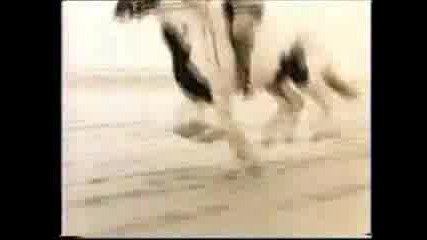 The Sweet - Jeanie