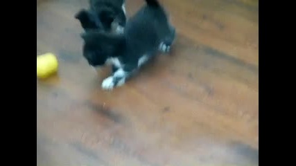 Сладки котета