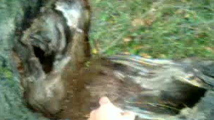 Way Agici Pacaladin Lan 2016 Hd