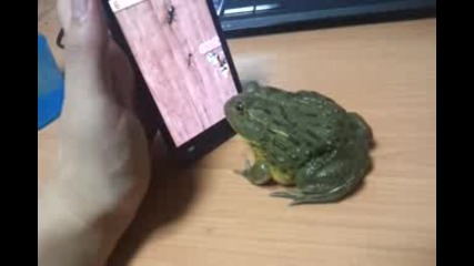жаба играе на iphone ама се вживя :) :) :) :)