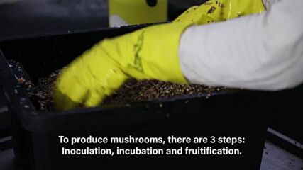Green Heroes: Mushrooms being grown in a creative way