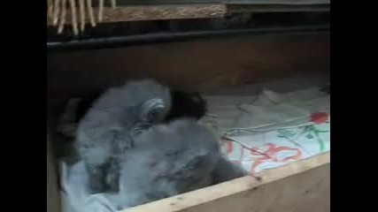 Cute Blue Bros ! 
