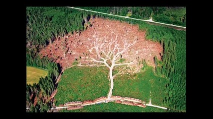 Ochre - Advanced Tree Surgery