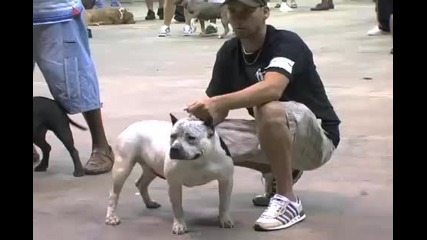 кучешка изложба - Pit Bull 