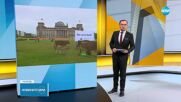 Протест с крави пред парламента в Берлин