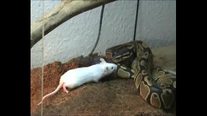 Змия срещу плъх 