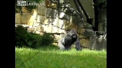Отмъщението на Горилата