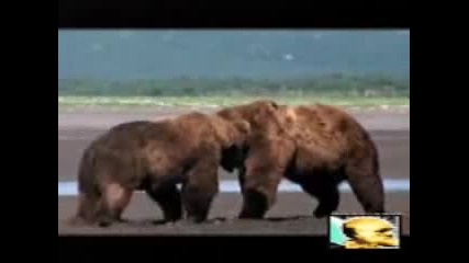 Best Bear Fight