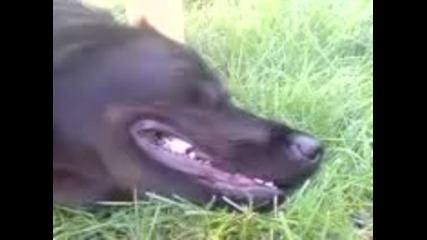 Куче Се Залива От Смях Докато Спи