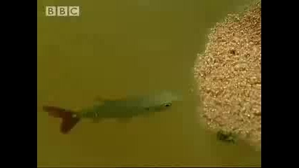 Мравки Правят Жив Сал И Плуват По Амазонка