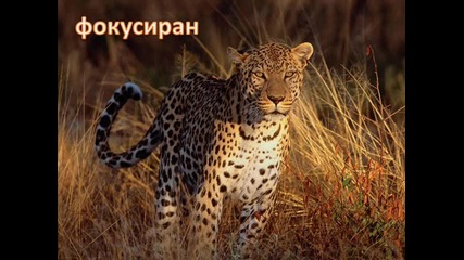 невероятни животни. част 1