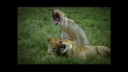 Animal Planet